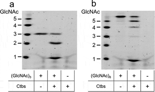 Figure 4. Degradation of chitin-oligosaccharides by recombinant Ctbs. Recombinant Ctbs was incubated at pH 3.0 and 37°C with (GlcNAc)3 (a) or (GlcNAc)6 (b) for 1 h. Degradation products were analyzed by FACE as described in Materials and Methods