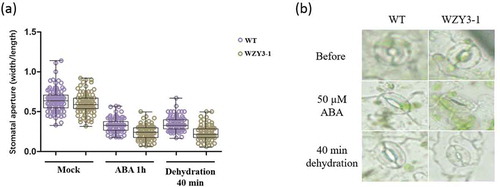 Figure 6. Stomata aperture of wild type and transgenic Arabidopsis. (a) The stomaltal aperture measurements of WT and transgenic lines under normal (Mock), ABA and dehydration treatment. (b) Observation of stomata of WT and transgenic line.