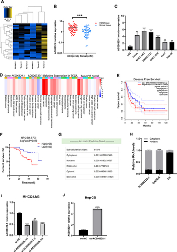 Figure 1 AC006329.1 is high expressed in HCC and correlated with poor prognosis. (A) The heatmap of sequencing results; (B) qRT-PCR results of AC006329.1 expression in 50 pairs of HCC and matched paracancerous normal tissues; (C) The expression of AC006329.1 in HCC cell lines and LO2 normal human hepatocytes; (D) Pan-cancerous analysis of the expression level of AC006329.1 in multiple cancerous tissues in TCGA database by LncCAR; (E) Kaplan-Meier survival curve of the relationship between the expression of AC006329.1 and DFS in HCC patients in TCGA database by GEPIA2; (F) Kaplan-Meier survival curve of the relationship between the expression of AC006329.1 and OS in HCC patients; (G) Subcellular localization map of AC006329.1 in LncLocator database; (H) Detection of subcellular localization of AC006329.1 by qRT-PCR; (I and J) The transfection efficiency of ov-AC006329.1 plasmids and si-AC006329.1 in Hep-3B and MHCC-LM3 cells. (**P < 0.01, ***P < 0.001, ****P<0.0001).