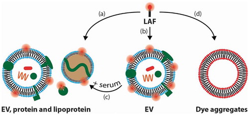 Figure 1. Schematic illustration of the proposed paths of the lipid-anchored fluorophore (LAF) used for labelling and tracking EVs that are discussed in this commentary.(a) LAF labelling of non-EV serum components, that are often present in EV isolates, in addition to EV labelling. (b) LAF labelling of pure EVs. (c) Dissociation of LAFs from EVs into serum components. (d) Formation of LAF particles that exhibit low fluorescence due to self-quenching.