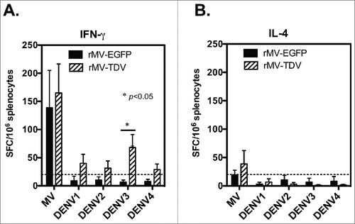 Figure 3. The induction of both MV- and DENV-specific T-cell responses by the MV-vectored dengue vaccine. Groups of hCD46 mice (n = 4) were immunized with 2 × 106 pfu of rMV-EGFP or rMV-TDV (1 × 106 pfu of rMV-DV13 and 1 × 106 pfu of rMV-DV24) by ip injection. Spleen cells were harvested 9 days after a single immunization for the detection of IFN-γ (A) and IL-4 (B) production specific to the MV or ED3 pooled peptides of each serotype by ELISPOT assay. The results are presented as the mean and SD of spot forming cells (SFC) per million splenocytes. Mann-Whitney t-tests were used for statistical analyses. The dashed line indicates the cutting-off of 2 times the background (medium alone).