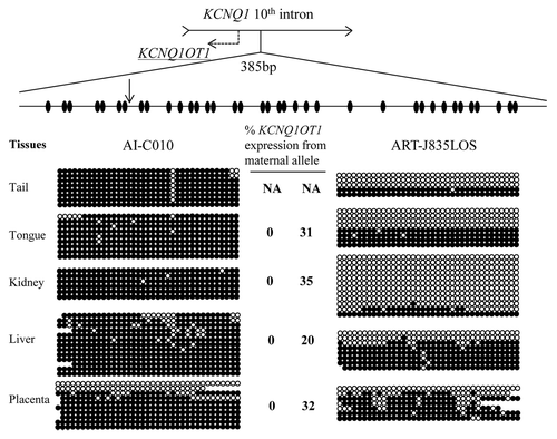 Figure 5. Loss of methylation of KvDMR1 on the maternal allele is associated with biallelic expression of KCNQ1OT1 in LOS fetuses. DNA was treated with sodium bisulfite prior to PCR, and PCR product was cloned before sequencing. Sequencing data was used to determine the DNA methylation status at the KvDMR1. Shown on top is a depiction of the 10th intron of the maternally-expressed gene KCNQ1 and its direction of transcription is shown with an arrow. The region harbors the promoter of the antisense long ncRNA KCNQ1OT1 (shown as dashed arrow), which is also an imprinting control region known as KvDMR1. A 385 bp region of the KvDMR1 was used to determine the DNA methylation status of 37 CpG sites (ovals). A SNP (vertical arrow) between B. t. indicus and B. t. taurus was used to determine the parental origin of the alleles and only maternal alleles are shown here. Five tissues from two fetuses are shown. Filled and open circles represent methylated and unmethylated CpG dinucleotides, respectively. Missing circles are sequencing data of low quality. Each line denotes an individual DNA strand. The level of maternal KCNQ1OT1 expression is shown in the center and next to the strands. Tail tissues were collected for the purpose of DNA analysis, precluding its use for gene expression determinations. NA, not available.