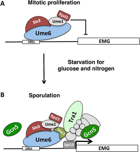 FIG 7 Regulation of early meiosis-specific genes. (A) During mitotic proliferation, early meiosis-specific genes (EMG) are repressed through the action of Ume6 binding to the URS1 DNA sequence. Ume6 acts as a platform to tether repressors Sin3, Rpd3 and other accessory proteins to targeted promoters. (B) Upon starvation for glucose and nitrogen, Ime1 is expressed and binds to Ume6. Our data suggest that Ume6 remains bound to the URS1 sequences of early meiosis-specific genes IME2 and SPO13 and that Rpd3 remains associated with Ume6 following Ime1 binding. Interaction of Ime1 with Ume6 is essential for the induction of EMGs in a Gcn5-dependent fashion. Tra1 binds the IME2 promoter in an Ime1-dependent fashion, raising the possibility that Ime1 directly binds to Tra1, possibly within the context of the SAGA complex. Gcn5 is essential for the induction of meiosis-specific genes and may function in conjunction with Tra1 as a part of the SAGA complex that aids in loading the TATA box binding protein Spt15. Gcn5 may also act directly on Ume6, but it is unclear whether it does so as a part of SAGA or through a distinct protein complex.