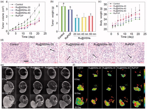 Figure 4. In vivo therapeutic effects of different-sized Ru@MSNs in HepG2 tumor-bearing mice. Changes in the tumor volume (a), tumor weight (b), and body weight (c) after treating with different-sized Ru@MSNs and free RuPOP at 0.2 mg/kg for 21 d. (d) H&E staining in tumor xenografts after treated with different-sized Ru@MSNs and free RuPOP. The scale bar is 100 μm. T2 weighted MRI (e) and pseudo color slow ADC (f) of HepG-2 tumor tissues after 10 and 21 d-treatment with different-sized Ru@MSNs and free RuPOP at 0.2 mg/kg. The tumor sites are in the back region and circled by dashed lines. Value represents means ± SD (n = 3).