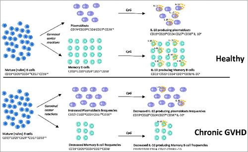 Figure 1. Deficient memory and plasmablast regulatory B cells (Bregs) in human chronic graft-versus-host disease (cGVHD). Stimulation of mature, “naïve” B cells (CD19+CD20+CD24intCD27−CD38int) by antigens and T helper cells results in germinal center formation and their differentiation into memory B cells (CD19+CD20+CD24+CD27+CD38−) and plasmablasts (CD19+CD20loCD24−CD27hiCD38hi). Decreased frequencies of memory B cells and increased frequencies of plasmablasts were observed in the peripheral blood of patients with cGVHD. Memory B cells and plasmablasts were the most highly Breg-enriched subsets in both healthy subjects and patients with cGVHD. However, stimulation with CpG resulted in fewer IL-10–producing B cells in patients with cGVHD than in patients without cGVHD. Finally, patients with cGVHD had fewer IL-10–producing memory B cells and IL-10–producing plasmablasts compared to patients without cGVHD.