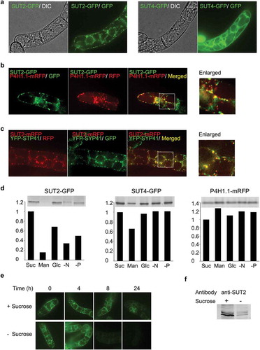 Figure 1. Tobacco SUT2 is a TGN-localizing protein that is degraded under the sucrose-limitation condition. (a) Distribution of SUT2-GFP and SUT4-GFP fusion proteins in 3-day-old BY-2 cells. Images collected by differential interference contrast microscopy (DIC) and confocal fluorescence microscopy at the wavelength for green fluorescence protein detection (GFP) were shown. (b) Association of SUT2-GFP with a Golgi marker P4H1.1-mRFP. Confocal images of GFP and RFP detection conditions and the merged images of these two records were shown. The most left image is an enlarged image of the boxed area in the merged image. (c) Co-localization of SUT2-mRFP and YFP-SYP41. Confocal images of GFP and RFP detection conditions and the merged images of these two records were shown. The most left image is an enlarged image of the boxed area in the merged image. (d) Starvation-induced degradation of SUT2-GFP. Representative gel image (upper) and quantified result (lower graph) of SUT2-GFP, SUT4-GFP, and P4H1.1-mRFP in cells that were cultured in the various medium for 24 h. Experiments were repeated twice and obtained conceptually identical results. Average of two experiments were shown in these graphs. Suc, sucrose-containing medium; Man, mannitol containing, and sucrose-free medium, Glc, glucose-containing and sucrose-free medium, -N, nitrogen-free medium, -P, phosphate-free medium. (e) Time-course of the decrease of SUT2-GFP fluorescence in the normal and sucrose-free medium. (f) Decrease of endogenous SUT2 under sucrose-limitation condition. Equal amount of microsomal proteins from tobacco BY-2 cells that have been cultured for 24 h in either normal or sucrose-free medium were separated by SDS-PAGE, transferred to PVDF membrane and probed with a specific antibody against tobacco SUT2. Bars in a-c represent 10 μm.
