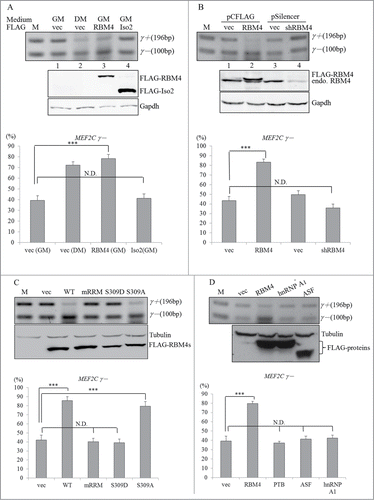 Figure 2. Relative levels of MEF2Cγ- transcripts correlated with the abundance of RBM4. (A) Mock vector-transfected C3H10T1/2 cells were cultured in growth (GM) or differentiating medium (DM) for 7 days. Cells overexpressing FLAG-RBM4 or its truncated isoform, Iso2, were cultured in GM for 24 h. An RT-PCR analysis was performed as described in Fig. 1. Extracted total lysates from the same batch of cells were subjected to an immunoblotting assay by probing with the indicated antibodies. (B) C3H10T1/2 cells were transiently transfected with a mock vector, or a FLAG-RBM4-expressing vector, or a RBM4-targeting shRNA expressing vector and cultured in GM for 24 h. RT-PCR and immunoblotting assays were performed as described in panel A. Total RNA was extracted from cells overexpressing (C) wild-type or mutant FLAG-RBM4 proteins (D) or distinct FLAG-tagged RNA-binding proteins. The RT-PCR and immunoblotting assay were performed as described in the previous panel. The bar graph showed the relative ratio of MEF2Cγ- over total MEF2C transcripts using TotalLab Quant Software (*p < 0.05; **p < 0.01; ***p < 0.005).