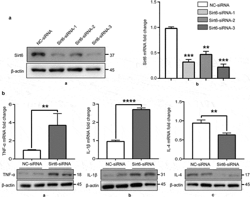 Figure 3. Sirt6 inhibition promotes RAW264.7 macrophages to release pro-inflammatory cytokines. (a). The protein and mRNA expression levels of Sirt6 were reduced upon Sirt6-siRNA transfection in RAW264.7 cells as examined by immunoblot and qPCR, respectively. (b). TNF-α, IL-1β and IL-4 protein and mRNA amounts, examined by immunoblot and qPCR, respectively.