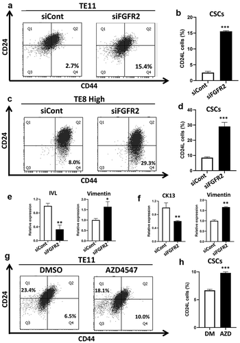 Figure 4. FGFR2 expression is important for the maintenance of CD24H cells. (a, c) FGFR2 was knocked down using siRNA in TE11 and TE8H cells at a concentration of 10 nM for 48 h, and CSCs populations were analyzed by FACS. (b, d) Statistical analyses of CSCs population (CD24L cells) (n = 3) ***p < .00 vs. siCont cells. (e, f) mRNA expression of EMT markers and differentiation markers in FGFR2 knocked down TE11 (e) and TE8L cells (f) *p < .05, **p < .01 vs. siCont cells. (g, h) TE11 cells were treated with or without AZD4547 (2 µM) for 48 h, and the expression levels of CSCs markers were examined by FACS. ***p < .001 vs. DMSO (control). siCont: siControl (scramble siRNA)