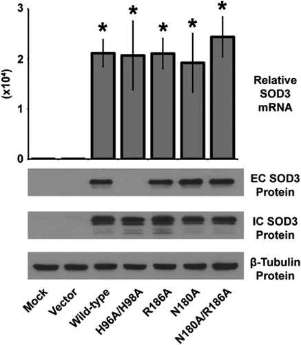 Figure 2. Characterization of the over-expression of the SOD3 mutant constructs. Upper, quantitative real-time RT-PCR analysis of RNA extracted from HEK293 cells transfected with SOD3 mutant constructs for 48 hours. Data normalized to 18 seconds loading control, then to mock transfected by ΔΔCT method. Data represent three biological replicates and are shown as mean and s.d. Where applicable, *P < 0.01 by Student's t-test versus mock-transfected. Lower, western blot analysis of extracellular (EC – from media) or intracellular (IC – from cells) SOD3 protein from HEK293 cells transfected with SOD3 mutant constructs for 48 hours. β-Tubulin shown for loading control.