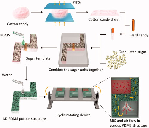 Figure 1. Preparation of 3 D PDMS porous structure. The sugar templates were made of three sugar materials: cotton candy sheet, hard candy and granulated sugar. The sugar units were assembled into required mould and pressed. Add PDMS to the sugar template and evacuated for 40 min allowing the sugar fulfilled with PDMS. The PDMS bricks with sugar was cured, then put them into an ultrasonic cleaner to remove sugar with water. Cover the 3 D PDMS porous structure with PDMS sheets to create two chambers connected by a central channel. Put the PDMS porous structure with chambers on a cyclic rotating device. By means of gravity, red blood cells flow into the lower chamber via the central channel. The gas is pressed and going to upper chamber. Red arrows show the flow direction of RBCs and yellow arrows of the air.