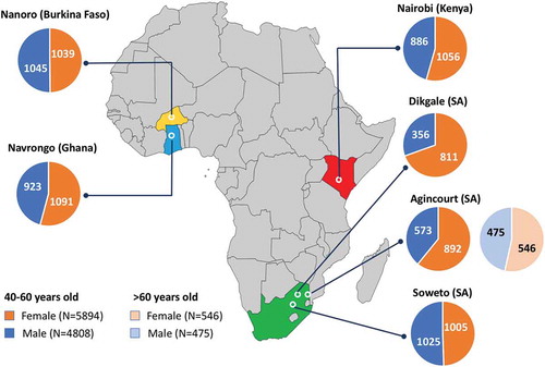 Figure 2. Distribution of the AWI-Gen study participants across the six centres located in Nanoro (Burkina Faso), Navrongo (Ghana), Nairobi (Kenya), and Dikgale, Agincourt and Soweto in South Africa (SA). The pie charts represent the total numbers of female (orange segments) and male (blue segments) participants aged 40–60 years for each centre, and participants over the age of 60 years for Agincourt.