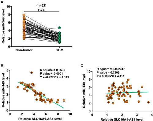 Figure 2 MiR-149 was downregulated in GBM and inversely correlated with SLC16A1-AS1. Expression of miR-149 in paired GBM and non-tumor tissues was also determined by RT-qPCR. Mean values of three technical replicates were presented and compared between paired tissues using paired t-test (A), ***p < 0.001. Correlations between levels of miR-149 and SLC16A1-AS1 expression across GBM tissues (B and C) were analyzed by linear regression.