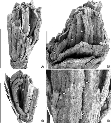 Figure 1. SEM images of Kenilanthus marylandensis gen. et sp. nov., flower from the Early Cretaceous (early–middle Albian) Kenilworth locality, Maryland, USA; holotype and only specimen (PP54087; sample Kenilworth 174). A–C. Flower in different angles showing broad tepals (t), stamens with elongated anthers (a), which are well preserved on one side of the flower, and carpels (c) in the centre; carpel surface with abundant stomata (arrow) and peltate trichomes (arrowhead). D. Detail of carpel surface showing peltate, probably glandular, trichomes (arrowheads). Scale bars – 1 mm (A, C), 500 µm (B), 200 µm (D).