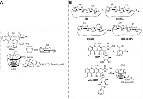 Figure 1 Schematic of estrone targeting vector based on cyclodextrin.Notes: (A) The chemical structure of the CDE1-Ada-DOX inclusion complex. (B) Reaction scheme for the synthesis of ligand-attached cyclodextrin vectors (CDE1 and CDPg), intermediates (CDOTs, CDNH2Citation28), and mER-targeting supramolecule CDE1-Ada-DOX. (a) Dissolve β-CD in H2O at the presence of NaOH (3eq) followed by adding acetonitrile solution of p-TsCl (1 eq), react for 6 hours at rt. (b) (1) Neutralized by adding 2 eq of HCl, followed by recrystallization with cold acetone; (2) React in NH3·H2O for 3–7 days at 70°C. (c) (1) React in pyridine (or DMF) for 48 hours with ligand (2) excess NaBH4 in methanol solution. (d) React in anhydrous CH2Cl2 at presence of Et3N and N2 overnight at rt. (e) Molecular recognition with CDE1 or CDPg. L* interpreted as: ligand as estrone (E1); progesterone (Pg). The CDE1-Ada-DOX inclusion complex is a supermolecule generated though hydrophobic interaction and molecular recognition.Abbreviations: CDE1, estrone-conjugated cyclodextrin; CDNH2, mono-6-deoxy-6-aminob-cyclodextrin; CDOTs, mono-6-deoxy-6-(p-tolylsulfonyl)-b-cyclodextrin; CDPg, progesterone-conjugated cyclodextrin; mER, membrane estrogen receptor; Ada-Dox, adamantane-doxorubicin; rt, room temperature.