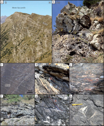 Figure 5. (a) Late Cretaceous arkoses and limestones of the San Remo-Monte Saccarello Unit (SSU) involved in SW-verging folding above the MFT; (b) The fault zone of the MFT at the contact between the Bordighera Sandstones (BOR) and the ‘TOM’; (c) detail of close folds within the BOR, close to the Monte Fronté Thrust; (d) detail of the core zone showing the developing S-C bands within the TOM; (e) C′ bands locally occurring within the TOM embedded in the fault core; (f) folds within a block of Late Cretaceous marly limestones from the fault damage zone; (g), (h) s-c bands and sigma-shaped clast of limestone with trails filled with calcite from the Eocene polygenetic breccias (PB) involved in the damage zone.