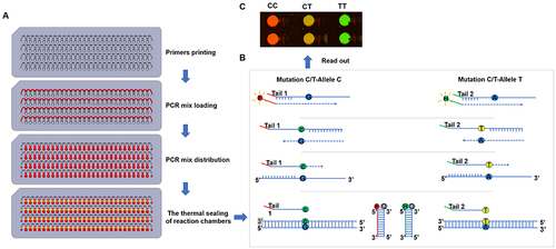 Figure 1 Flowchart of the chip for drug resistance gene detection. (A) The corresponding illustrations of each step in the chip sampling process. (B) Schematic diagram of the experimental principle. (C) The final PCR products analyzed by scanning.