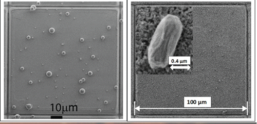 Figure 2. Scanning electron photomicrograph of 1, 3, and 5 μm PSL microspheres on a gridded surface (left) and Bg on a gridded cover slip with zoom inset (right).