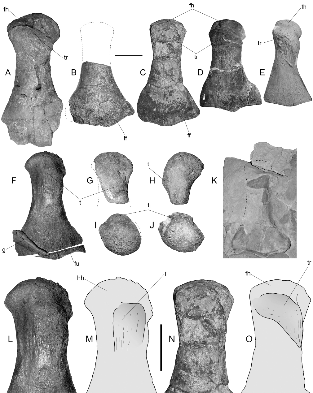 Figure 2 Comparison of different propodials among aristonectines. A, MLP-89-III-3-1, Aristonectes sp., right femur in dorsal view, mirrored for better comparison. B, SGO.PV.957, holotype of Aristonectes quiriquinensis Otero et al., Citation2014a. Right femur in dorsal view, mirrored for better comparison. C, SGO.PV.135, Aristonectes quiriquinensis (referred), left femur in dorsal view. D, DM R1529, lectotype of Mauisaurus haasti Hector, 1874 designated by Welles (Citation1962). Right femur in dorsal view, mirrored for better comparison. E, OU 12649, holotype of Kaiwhekea katiki Cruickshank & Fordyce, Citation2002. Left femur in dorsal view. F, SGO.PV.957, holotype of Aristonectes quiriquinensis. Left humerus in dorsal view. G, SGO.PV.169, Aristonectes quiriquinensis (referred). Proximal end of a left humerus in dorsal view. H, Same in posterior view. I, Proximal view. J, Left humerus of SGO.PV.957 in proximal view. K, OU 12649, holotype of Kaiwhekea katiki. Cast of the left humerus. L, SGO.PV.957, holotype of Aristonectes quiriquinensis. Detail of the articular head of the humerus. M, Outline of the previous, showing the position of the tuberosity. N, SGO.PV.135, Aristonectes quiriquinensis (referred). Detail of the articular head of the femur. O, Outline of the previous, showing the position of the trochanter. Dashed lines indicate absent portions. Scale bars equal 100 mm.