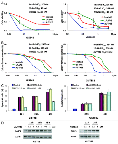 Figure 2. AUY922 showed antitumor activity in GIST48 and GIST882 cells. GIST48 and GIST882 cells were incubated with AUY922, 17-AAG, and IM, respectively, with indicated doses. IC50 was determined by cell viability assay (A) or clonogenic assay (B), respectively. GIST48 and GIST882 cells were treated with 0.1 or 1 μM AUY922 or 1 μM IM for 12–48 h and then analyzed by Annexin V staining (C) or immunoblotting against PARP1 (D). All experiments were repeated at least three times. The data are expressed as the mean ± SE of two or more independent experiments.