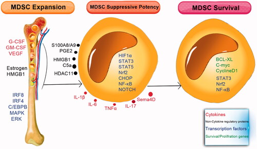 Figure 3. Cytokines, non-cytokine regulatory proteins, and transcription factors control the expansion, suppressive potency, and survival of MDSCs. Different cytokine and non-cytokine factors which regulate myelopoiesis, promote the expansion of MDSCs in the bone marrow. Within the inflammatory condition, different molecules are produced by immune cells (e.g. DCs, macrophages, lymphocytes, and fibroblasts) and increase the suppressive potency of MDSC by activating the transcription factors and different mediators in these cells. Survival of MDSCs is also mediated by the same factors that induce the expansion of MDSCs plus factors that limit apoptosis.