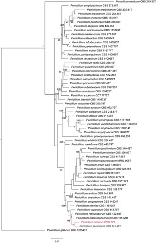 Figure 2. Phylogenetic tree based on a combination of partial ITS, BenA and CaM sequences of Penicillium sect. of Lanata-divaricata. The isolate Penicillium setosum is highlighted in red colour. Penicillium glabrum CBS 125543T was chosen as outgroup. Only BI posterior probability values higher than 0.95 and bootstrap value above 80% are shown at the branch nodes.