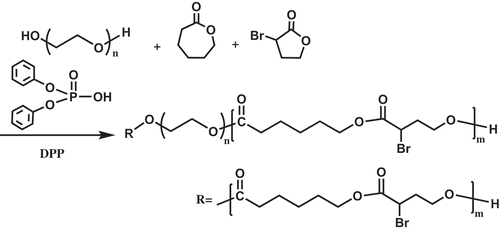 Scheme 1. Synthesis of PEGCB copolymers by ring-opening copolymerization of εCL with αBrγBL using PEG as initiator and DPP as organocatalyst.