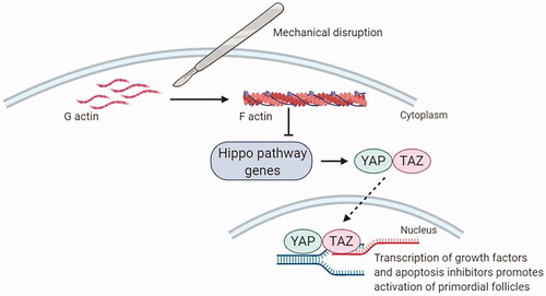 Figure 3. The Hippo signaling pathway.