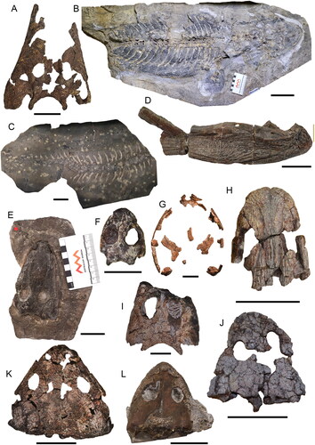 Fig. 1. Australian uppermost Permian and Mesozoic temnospondyls. A, Watsonisuchus gunganj (QM F10114; holotype) skull in dorsal view. Scale = 5 cm. B, Chigutisauridae nov. (AM F125866) skull and partial skeleton. Scale = 10 cm. C, Trucheosaurus major (AM F50977; holotype) partial postcranial skeleton. Scale = 5 cm. D, Bulgosuchus gargantua (AM F80190; holotype) left mandible in lateral view. Scale = 10 cm. E, Subcyclotosaurus brookvalensis (AM F47499) skull in dorsal view. Scale = 5 cm. F, Lapillopsis nana (QM F12284; holotype) skull in dorsal view. Scale = 1 cm. G, Rewana quadricuneata (QM F6471; holotype) partial skull in dorsal view. Scale = 5 cm. H, Tirraturhinus smisseni (QM F44093; holotype) rostral portion of skull in dorsal view. Scale = 5 cm. I, Warrenisuchus aliciae (QM F12281; holotype) partial skull in dorsal view. Scale = 1 cm. J, Keratobrachyops australis (QM F10115; holotype) skull in dorsal view. K, Xenobrachyops allos (QM F6572; holotype) skull in dorsal view. Scale = 5 cm. L, Bothriceps australis (AM F4316; cast of holotype [NHMUK PV R23110]) skull in dorsal view. Scale = 5 cm.