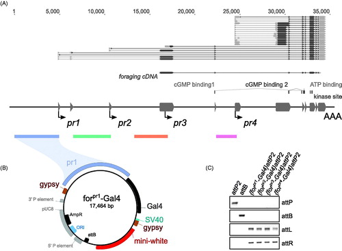 Figure 1. Cloning of forpr-Gal4s. (A) Schematic of the foraging locus (dark grey – exons), its transcripts above the locus (grey – UTR, black – ORF), transcription start sites (arrows) and the cloned regions (colored bars below locus) used in the promoter analysis. The regions up to 5 kb upstream of and 300 bp downstream of the TSS for the four identified minimal promoters were cloned into a gypsy insulated Gal4 vector. The ORF used in the UAS-forcDNA is annotated below the transcripts and is a derivative of the RNA transcript A (RA) and codes for the protein isoform A (PA). (B) Example of one of the cloned forpr1-Gal4 constructs. The forpr1-Gal4 segment is flanked by gypsy insulator sequences. An attB site-specific recombination sequence from φC31 was added to the vector. (C) PCR confirmation of the four forpr-Gal4 integrations. There was a positive integration event in all lines.