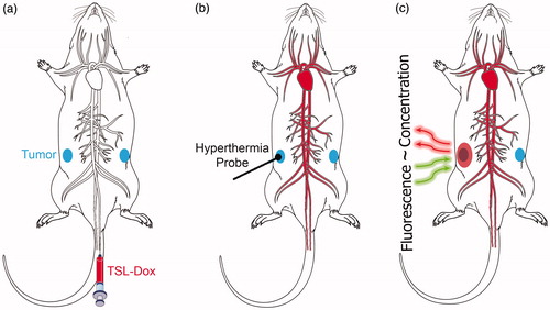 Figure 1. Schematics of experimental setup. (a) A mouse carrying two tumors (blue ellipsoids) is injected with TSL–Dox (red). (b) The infused TSL-Dox is restricted to the blood vessels (red). Application of localized hyperthermia to the tumor releases Dox from TSL within the tumor vasculature. This released drug is taken up by tumor tissue, which can be visualized by fluorescence imaging. (c) The fluorescence intensity of the delivered Dox in the tumor region (pink ellipsoid) during and after hyperthermia is predictive of the tumor drug concentration.