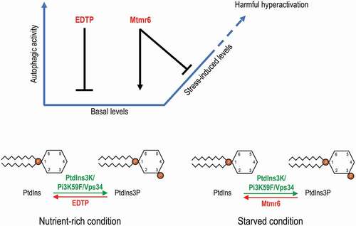 Figure 7. Model for the distinct regulation of autophagy by EDTP and Mtmr6. Under nutrient-rich condition, EDTP inhibits basal autophagy by antagonizing PtdIns3P production and suppressing autophagosome maturation. In contrast, Mtmr6 promotes autophagy in well-fed animals, affecting the process at a later stage. Under conditions of cellular stress, the autophagy flux is not altered by EDTP, but is markedly lowered by Mtmr6. Mtmr6 prevents the harmful hyperactivation of autophagy during stress by antagonizing PtdIns3K