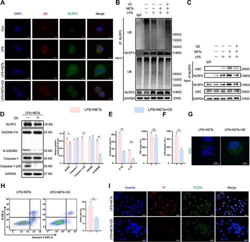 Figure 4 NETs trigger the deubiquitination of NLRP3 to activate NLRP3. LPS-primed NR8383 cells were treated with NETs for 12 h. G5 (1 μM) was added 15 min prior to NETs. (A). Confocal microscopy was used to analyze NLRP3 and ubiquitin fluorescence signals from four groups. ubiquitin (red), NLRP3 (green). Scale bar, 5 μm. (B). Western blot analysis of NLRP3 ubiquitination in cell lysates immunoprecipitated with anti-NLRP3 beads, rabbit IgG was regarded as control. (C). The level of NLRP3 and ASC protein detected by immunoblot analysis in cell lysates immunoprecipitated with anti-NLRP3 antibody, rabbit IgG as control. (D). Western blot showing the levels of pyroptosis associated proteins in whole-cell lysates. (E and F). The IL-1β, IL-18, TNF-a, and LDH release in the supernatant. (G). Immunofluorescence staining showed the ASC foci formation. Scale bar, 5 μm. (H). Cell death rate was assessed by flow cytometry. (I). Representative immunofluorescence images of pyroptotic AM from indicated groups. Scale bar, 50 μm. For all experiments, data are presented as the mean ± SD, unpaired Student’s t-test was used for statistical analysis, *P < 0.05, **P < 0.01.