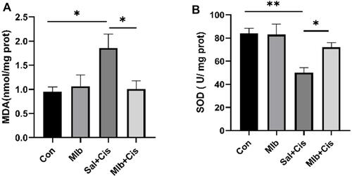 Figure 4 Effect of Mlb on oxidative stress indicators. (A and B) Cisplatin exposure markedly increased the MDA level and decreased the SOD level in the kidney. These effects were reversed by the Mlb pretreatment. The data were presented as the mean ± SEM. *P < 0.05, **P < 0.01, n=6.