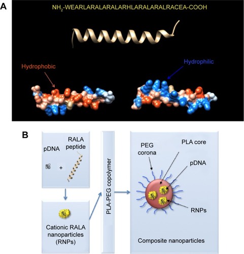 Figure 1 Sequence and structure of RALA. Overview of composition of the composite nanoparticles.Notes: (A) Primary sequence (top), secondary structure (middle), and surface representations of the RALA peptide, bottom left shows rotation to reveal the hydrophobic side, bottom right shows rotation to reveal the hydrophilic side. (B) Schematic representation of polymeric–cationic peptide composite nanoparticles.Abbreviations: pDNA, plasmid DNA; PEG, polyethylene glycol; PLA, polylactic acid; RNPs, RALA nanoparticles.