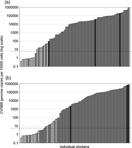 Figure 3.  Relationship between the CVI988 level and protection against challenge. The calculated level of CVI988 in feather tips at the time of challenge (3a) or at 13 d.p.v. (3b) is shown for each individual bird, independently sorted by CVI988 genome copy number (presented on a logarithmic scale). The baseline for accurate measurement was 5 CVI988 genomes/10 000 cells (dashed horizontal line), and values below this baseline are considered negative. Birds from the non-vaccinated group and from all vaccinated groups are included. Grey bars, birds that survived until termination of the experiment (81 d.p.v.) with no clinical signs of MD; hatched bars, birds that died with symptoms and lesions of MD; black bars, birds that died in the absence of MD symptoms and lesions.