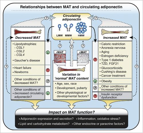 Figure 5. Potential relationships between MAT and circulating adiponectin in health and disease. Circulating adiponectin is represented as low-molecular-weight (LMW) trimers, middle-molecular-weight (MMW) hexamers, and high-molecular-weight (HMW) dodecamers, although HMW forms may consist of even larger multimers. MAT content varies in ‘normal’ physiological and developmental contexts, with further decreases or increases occurring in adverse or pathological conditions, as indicated. In some cases decreases or increases in MAT are paralleled by similar changes in circulating adiponectin (e.g. decreases in CGL1, CGL2, CGL4; increases in CR, AN), while in other conditions MAT and circulating adiponectin change in opposite directions (e.g., heart failure; obesity). Future studies must address the relative contributions of rMAT and cMAT (represented here by micrographs of rMAT and cMAT from rabbits), as well as how these diverse physiological and clinical conditions impact not just MAT content, but also MAT function.