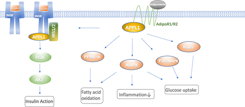 Figure 1. Adiponectin and insulin signalling. APPL1 interacts with AdipoR1 or AdipoR2 and mediates the activation of multiple pathways including PPAR-α, AMPK and p38 MAPK by adiponectin, then triggers a cascade of biological responses. Most of the metabolic effects of insulin are mediated by PI3K/AKT pathway. APPL1 enhances crosstalk between the insulin and adiponectin signalling pathways, by promoting the interaction of IRS1/2 and insulin receptor.