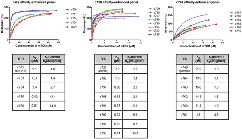 Figure 2. Biochemical characterization of affinity-enhanced TCR panels arising from the parental TCRs c672, c728 and c740.Comparison of SPR data for affinity-enhanced TCR panels arising from three parental TCRs for which raw SPR data is shown in Figure S1. Note that TCR c753 is a version of c672 with the α-chain reverted fully to germline sequence, and that c753 therefore acted as the template for the daughter mutants c754-c756. Binding affinity analysis of the MAGE-A10254-262-specific mutant TCR panels is illustrated in the upper panel, which shows the binding curve fits. KD values shown in the bottom panel were obtained by equilibrium binding or kinetic analysis. From the c728 panel, c796-c799 were tested in a separate SPR experiment to c728 and c793-c795, leading to the difference in maximum binding levels.