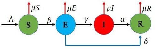 Figure 2. The progression of the dynamic of SEIR model.