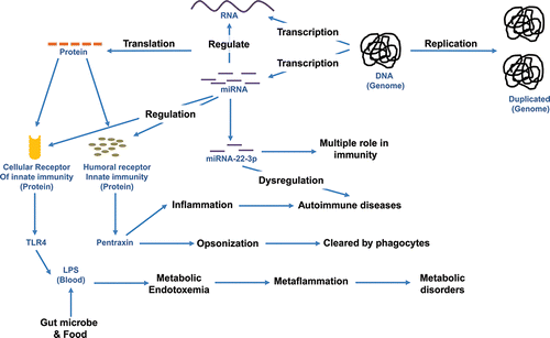 Figure 1. MicroRNA regulating innate immunity and as a therapeutic target for autoimmune diseases.
