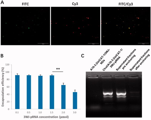 Figure 4. Loading 3WJ-pRNA into NDs. (A) Fluorescence characterization of A10-3.2/siCAT-1/3WJ-NDs, green fluorescence from FITC-labeled NDs, red fluorescence from Cy3-labeled Chol/A10-3.2/siCAT-1/3WJ-pRNA nanoparticles. (B) Encapsulation efficiency of Chol/A10-3.2/siCAT-1/3WJ-pRNA nanoparticles in A10-3.2/siCAT-1/3WJ-NDs. (C) Gel retardation assay to evaluate the loading efficiency of Chol/A10-3.2/siCAT-1/3WJ-pRNA. **p<.01.