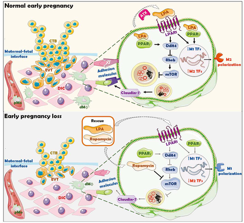 Figure 10. Schematic roles of inactive lysophosphatidic acid metabolism-autophagy axis in increasing spontaneous abortion risk by restricting dMφ residence. The growth and invasion of trophoblasts is the key to the establishment and maintenance of normal pregnancy, which is accompanied by the residence and development of dMφ. The enrichment and activation of ENPP2-LPA metabolism promotes the expression of adhesion molecules on dMφ via the LPA receptors-DDIT4-RHEB-MTOR-autophagy-CLDN7 axis, thereby facilitating the adhesion and retention of macrophage in decidua. Decidual-resident macrophages further promote trophoblast invasion, fetal and placental development of early pregnancy. Inactivation of ENPP2-LPA metabolism and insufficient autophagy of dMφ results in the decrease of dMφ residence, increasing the risk of spontaneous abortion. LPA and rapamycin have potential therapeutic values in spontaneous abortion due to the activation of DDIT4-autophagy-CLDN7-adhension molecules-mediated dMφ residence and trophoblast invasion during early pregnancy.