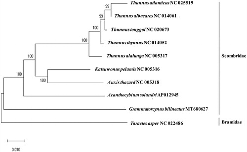 Figure 1. Phylogenetic relationship of Grammatorcynus bilineatus with fish in the family Scombridae: A phylogenetic tree with the complete mitochondrial genome in the family Scombridae with Minimum Evolution (ME) algorithm (1000 bootstrap replicates). Taractes asper was used as an outgroup member.
