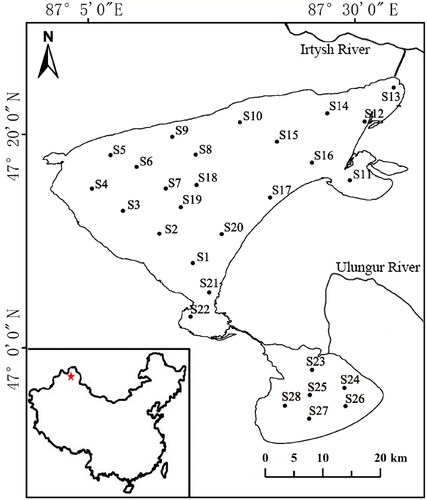 Figure 1. Location of the study area and the sampling sites in Ulungur Lake.