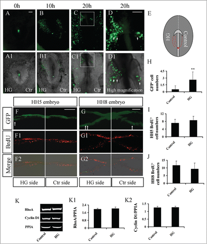 Figure 2. The treatment of high glucose sped up mesoderm cell migration during gastrulation. A piece of GFP+ anterior primitive streak tissue was transplanted into the same position in un-transfected HH3+ host embryos, and the embryos were further cultured in high glucose (left-side embryo) and mannitol (right-side embryo) (see the detail in Material and Method) for 20 hours. (A–C) Fluorescence images were taken at incubation 0 hour (A), 10 hour (B) and 20 hour (C), respectively. (D) High-magnification image indicated by the white dotted line square in C. (A1-C1) The merge image of bright-field and fluorescence at incubation 0 hour (A1), 10 hour (B1) and 20 hour (C1), respectively. (D1) High-magnification image indicated by the white dotted line square in C1. (E) The sketch illustrates that there are more red dotted lines on the high-glucose side (left), indicating that high glucose promoted mesoderm cell migration. (F-G2) Transverse sections of GFP-positive cells (F and G), BrdU staining (F1 and G1) and the merge of GFP and BrdU (F2 and G2) of HH5 or HH8 embryo. (H) Bar chart showing the comparison of GFP+ mesoderm cell number between control and high-glucose-treated sides (paired T pest). (I and J) Bar chart showing the comparison of BrdU+ mesoderm cell number between control and high-glucose-treated sides of HH5 or HH8 embryo (paired T pest). (K-K2) RT-PCR showing the expression of RhoA and Cyclin D1 after treatment with high glucose. The RT-PCR result was the representative of 4 independent experiments (independent samples T test). Abbreviations: Ctr, control and HG, high glucose. Scale bars = 500 μm in A-C, A1-C1; 200 μm in D-D1; 100 μm in F-F2 and 100 μm in G-G2.