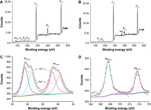 Figure 6 XPS analysis of the prepared Drp-AuNPs (A) and Drp-AgNPs (B) and core level of Au4f (C) and Ag3d (D).Abbreviations: XPS, X-ray photoelectron spectroscopy; Drp-AuNP, D. radiodurans protein extract-mediated gold nanoparticle; Drp-AgNP, D. radiodurans protein extract-mediated silver nanoparticle; D. radiodurans, Deinococcus radiodurans.