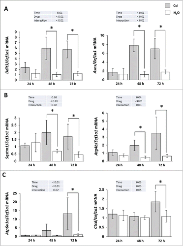 Figure 8. Colchicine treatment induces ER stress markers as well as autophagy- and lysosome-related genes. Trout were treated with water or 0.8 mg/kg/d colchicine for one, 2 or 3 d. Hepatic mRNA levels of (A) ER stress-induced genes Ddit3 and Asns, (B) autophagy- related genes Sqstm1, Atg4b, and (C) lysosome- related genes Atp6v1a and Ctsd. Expression values are normalized with Eef1a1-expressed transcripts (*, P < 0.05; n = 6).