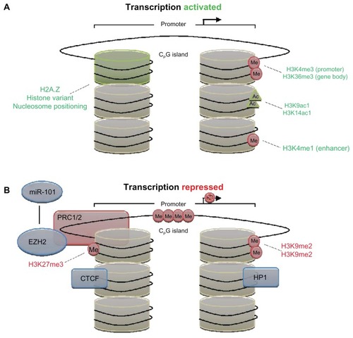 Figure 1 (A and B) Epigenetic mechanisms of transcriptional regulation. (A) Transcriptional activation, and (B) transcriptional repression with associated histone marks.