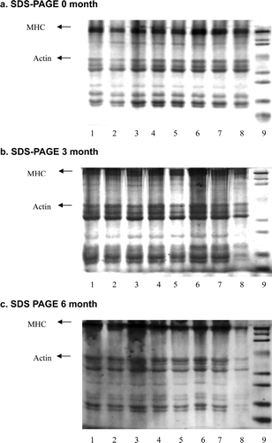 Figure 4. SDS-PAGE during six months of storage and a one-dimensional image of threadfin bream surimi at zero month (a), three months (b), and six months (c). The numbers represent the conditions as follows: L1 = Lactitol, L2 = Maltodextrin, L3 = Palatinit, L4 = Polydextrose, L5 = Sorbitol, L6 = Sucrose, L7 = Trehalose, L8 = Raw, L9 = Standard; MHC, myosin heavy chain. Figura 4. SDS-PAGE durante seis meses de almacenamiento e imagen unidimensional de surimi de besugo a 0 meses (a), tres meses (b) y seis meses (c). Los números representan las condiciones como se indica: L1 = lactitol, L2 = maltodrextina, L3 = palatinita, L4 = polidextrosa, L5 = sorbitol, L6 = sacarosa, L7 = trehalosa, L8 = crudo, L9 = estándar, MHC, cadena pesada de miosina.